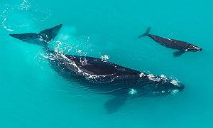 Le balene bisbigliano per sfuggire alle orche