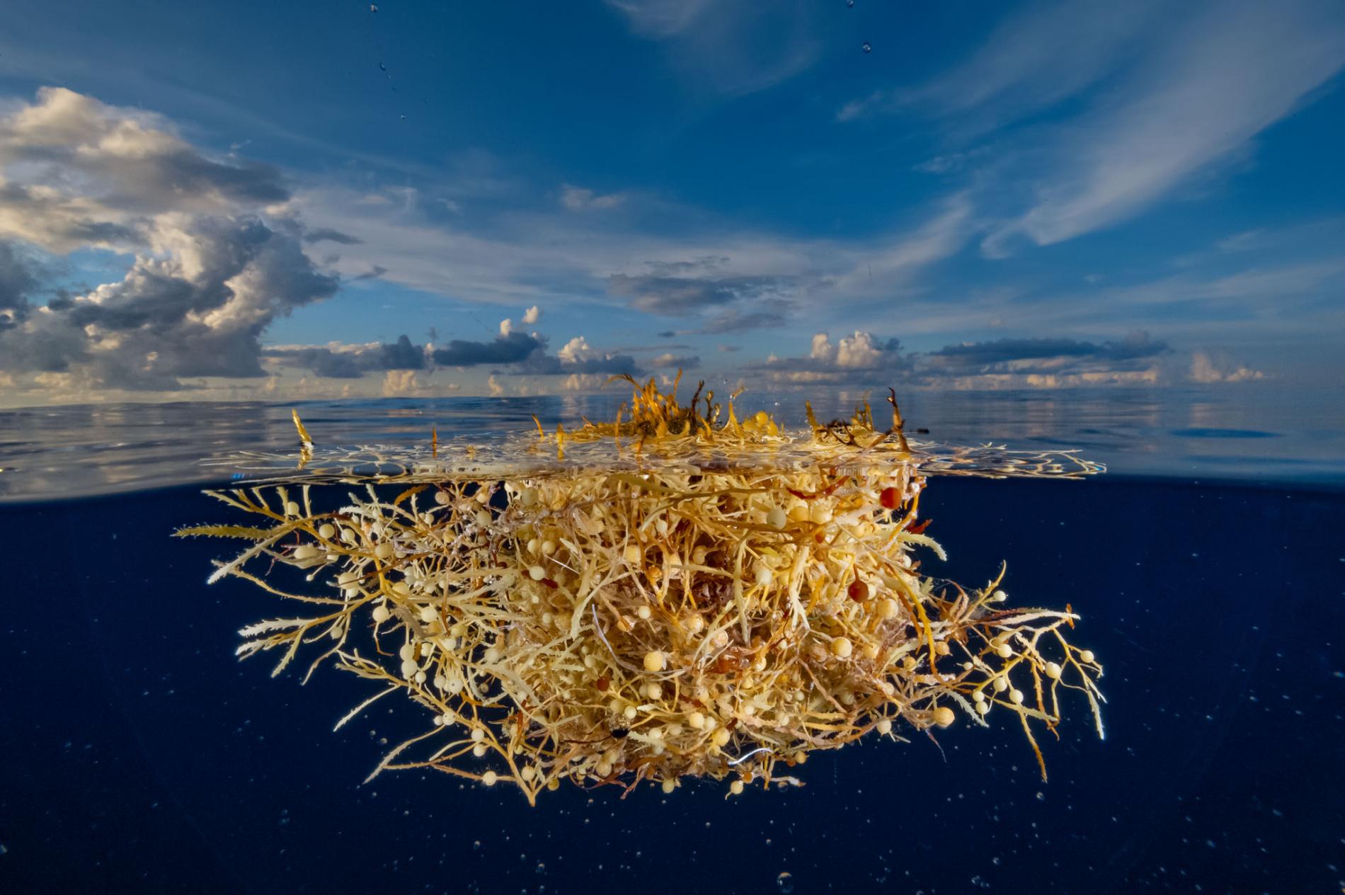 La fioritura dei sargassi dell'Oceano Atlantico: nel 2018 la più vasta mai avvenuta