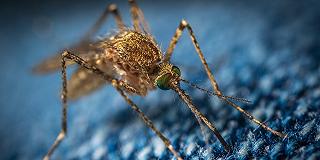 Stato di allerta in USA a causa di una zanzara portatrice di un virus mortale