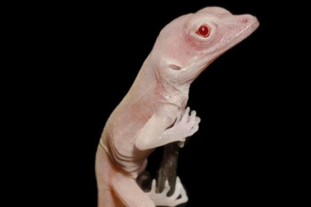 Una lucertola geneticamente modificata per studiare i difetti nei geni negli albini