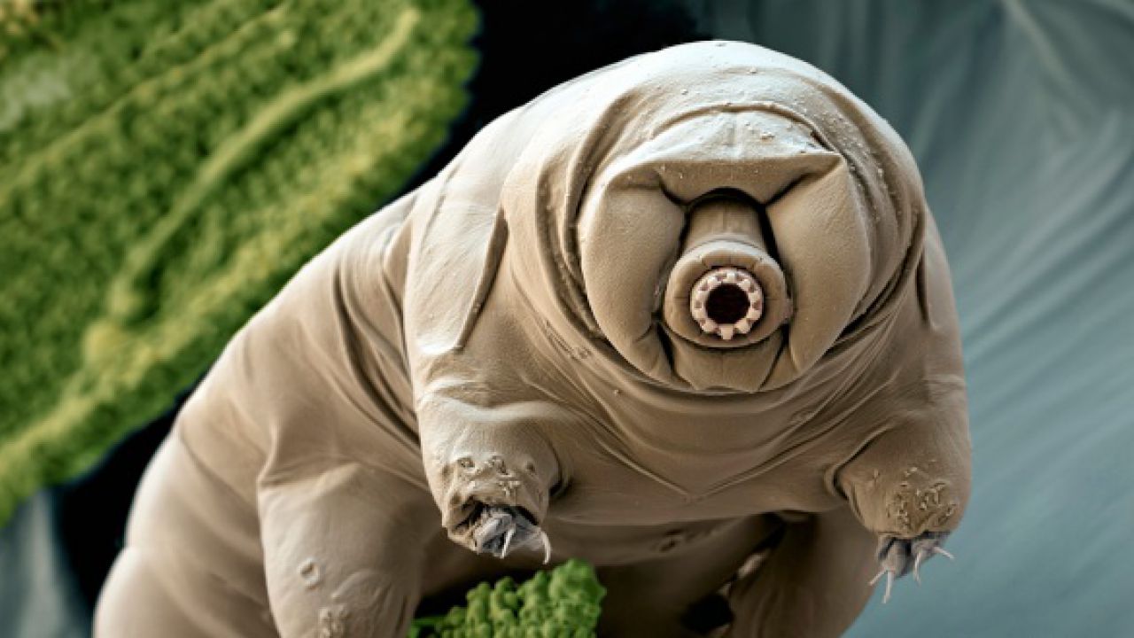 I tardigradi, gli esseri più resistenti della Terra, sono sbarcati sulla Luna