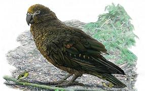 Scoperto in Nuova Zelanda un fossile di pappagallo gigante