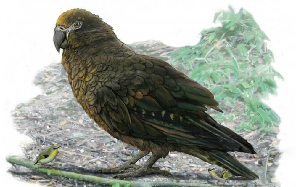 Scoperto in Nuova Zelanda un fossile di pappagallo gigante