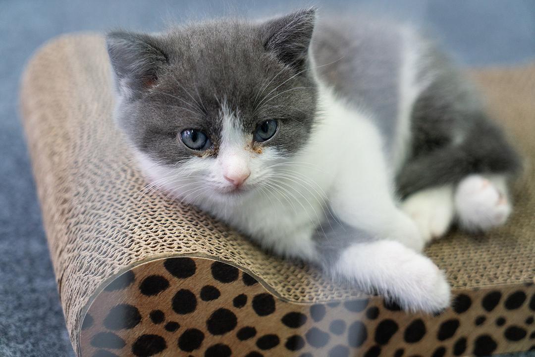 Clonato con successo il primo gatto cinese: si chiama Garlic ed era deceduto 7 mesi fa