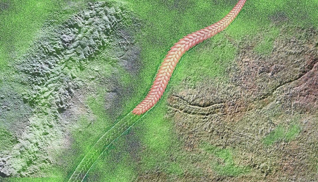 Scoperti in Cina fossili appartenenti ad esseri viventi di 550 milioni di anni fa