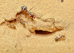 Cataglyphis bombycina: la formica più veloce al mondo