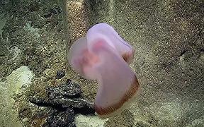 Ripresa una rara medusa nell’oceano Pacifico
