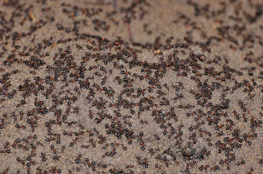Colonia di formiche sopravvissute in un vecchio bunker di armi nucleari
