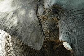 PROBOSCIS, il progetto che si ispira alla proboscide degli elefanti