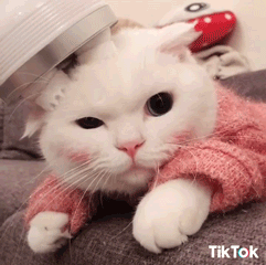 Utilizzi TikTok?