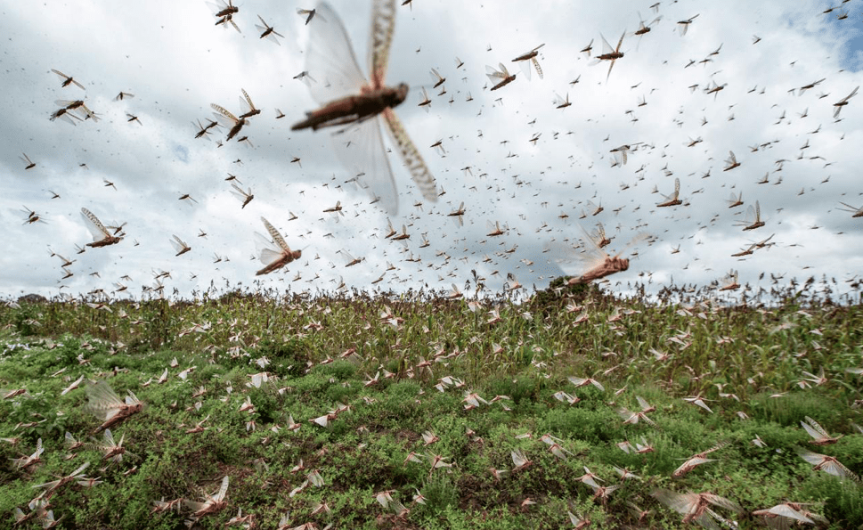 Invasione di locuste: corno d’Africa in ginocchio e ora si spostano in Asia