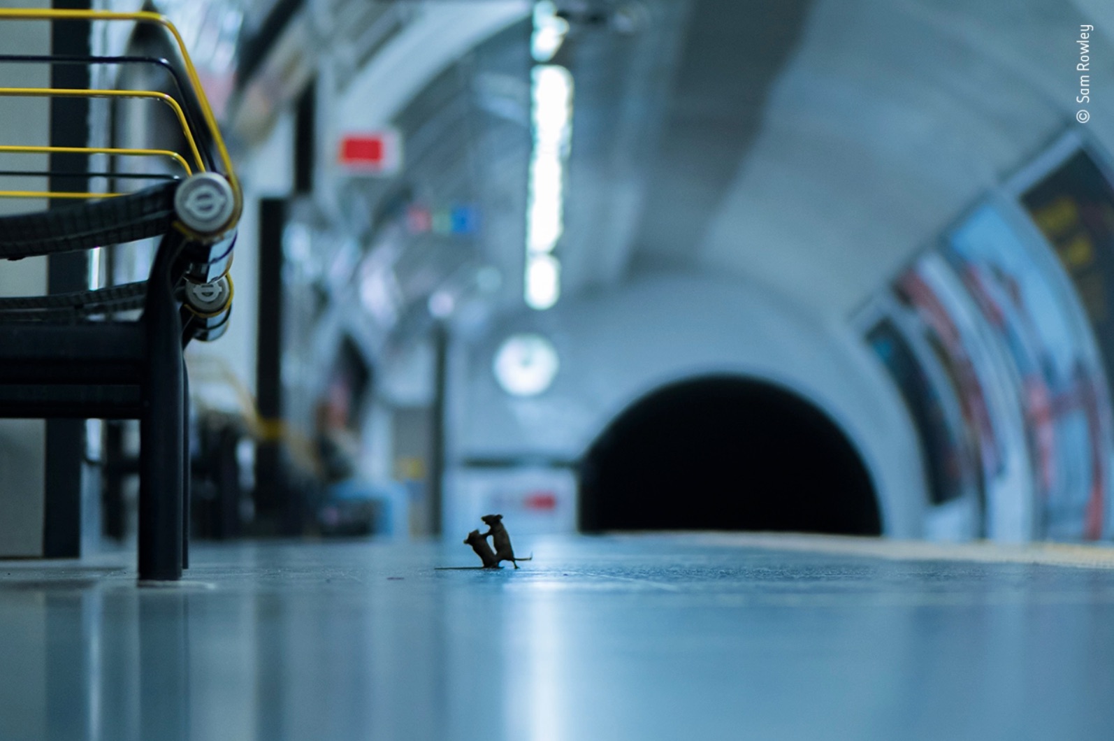 “Station Squabble” di Sam Rowley vince il Wildlife Photographer of the Year