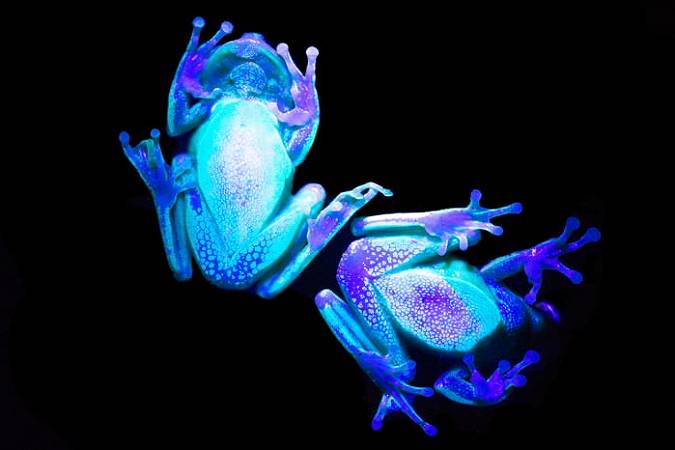 Rana Fluorescente