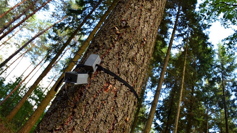 Gli alberi che parlano e la Foresta 4.0