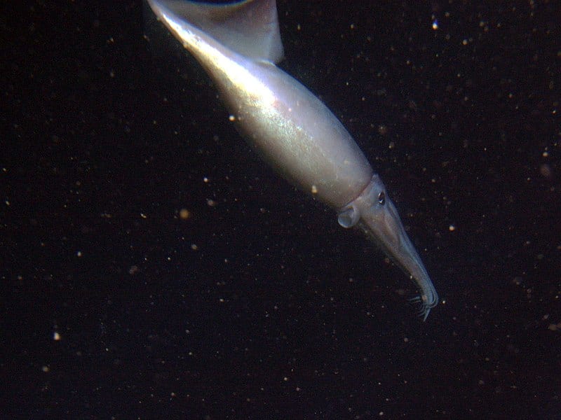 I messaggi luminosi dei calamari