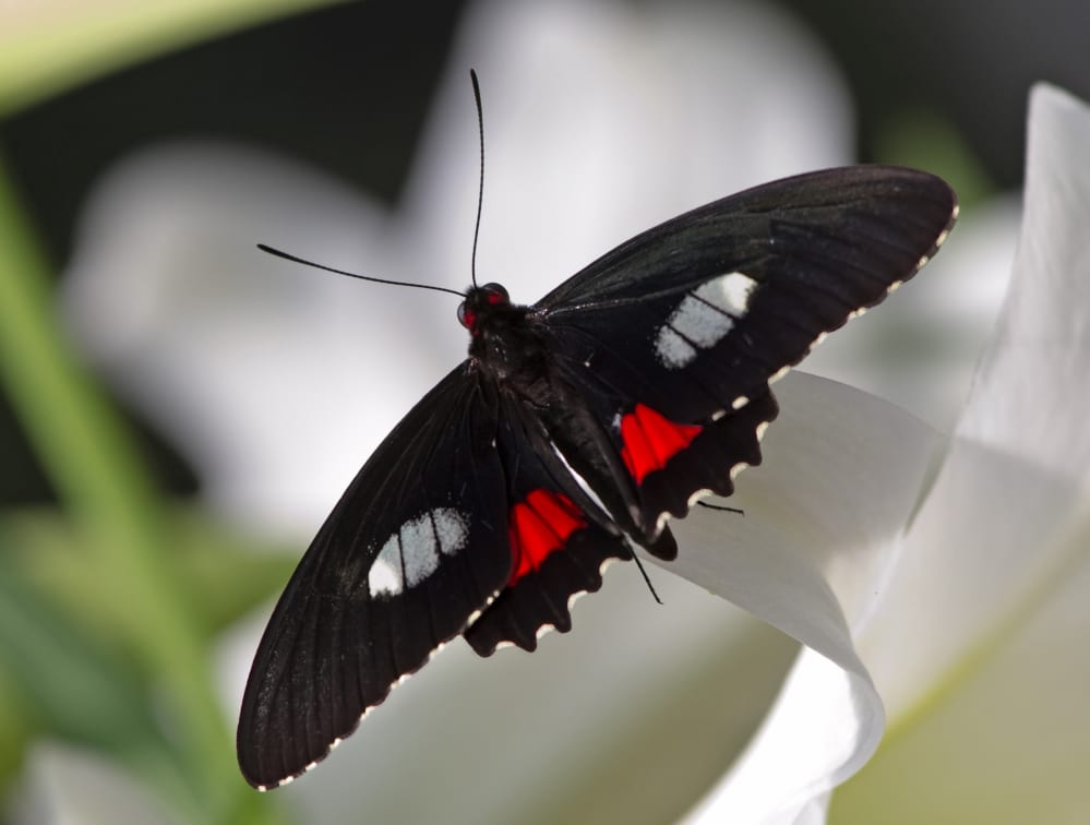 farfalla con ali ultra-nere