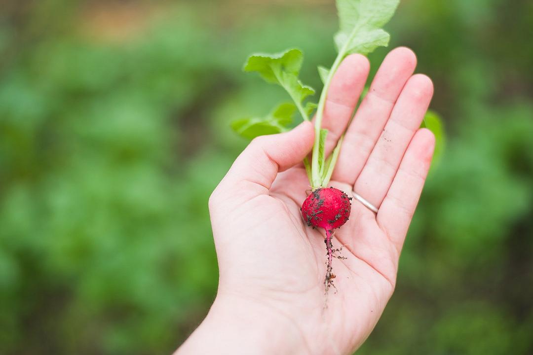 Orti urbani, un potenziale ancora inesplorato