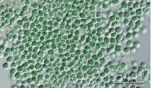 Vita microbiotica in profondità nella crosta terrestre sotto gli abissi