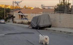 Quarantena, guarda un cane portato a spasso da un drone