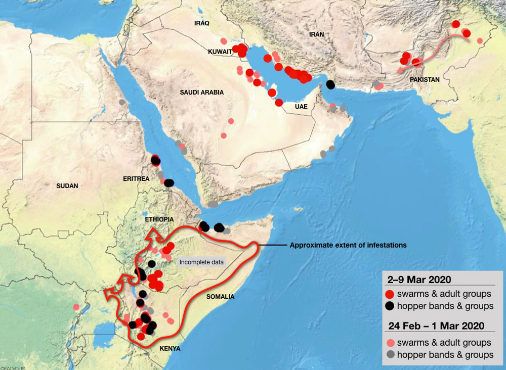 Invasione di locuste: ecco i dati aggiornati