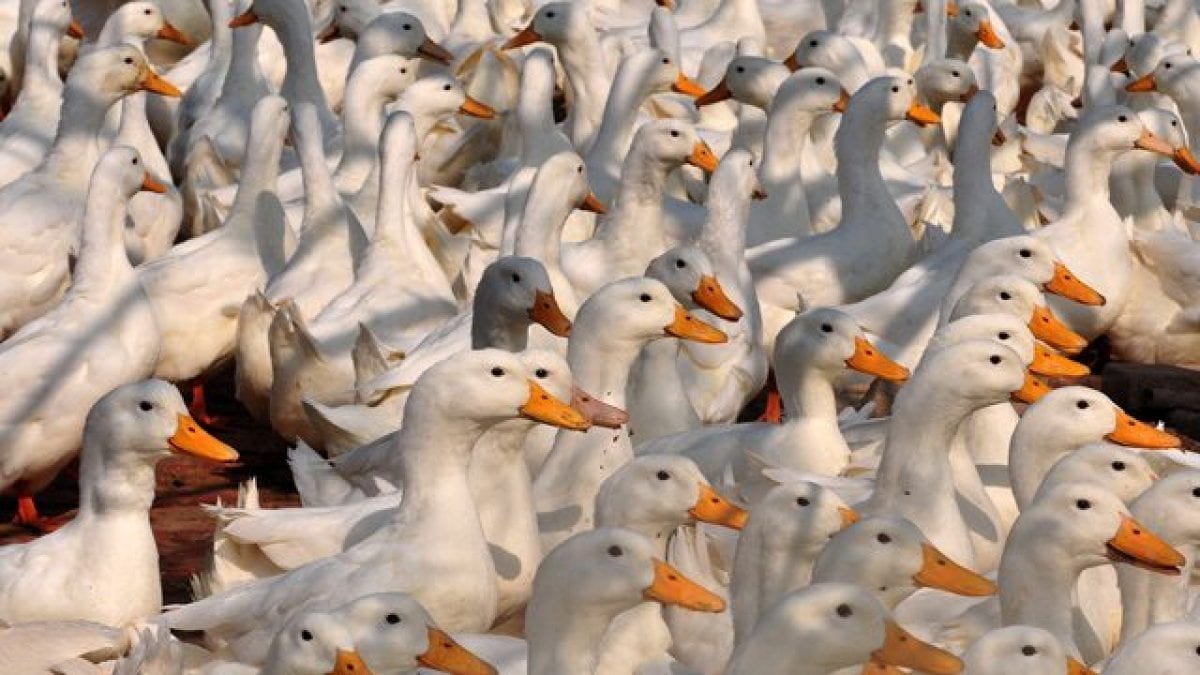 Francia e Regno Unito sono in guerra per il foie gras