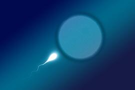Istruzioni per uno spermatozoo che spacchetta il suo genoma