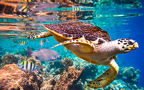 Tartarughe marine ingannate dal loro olfatto: ecco perché mangiano la plastica