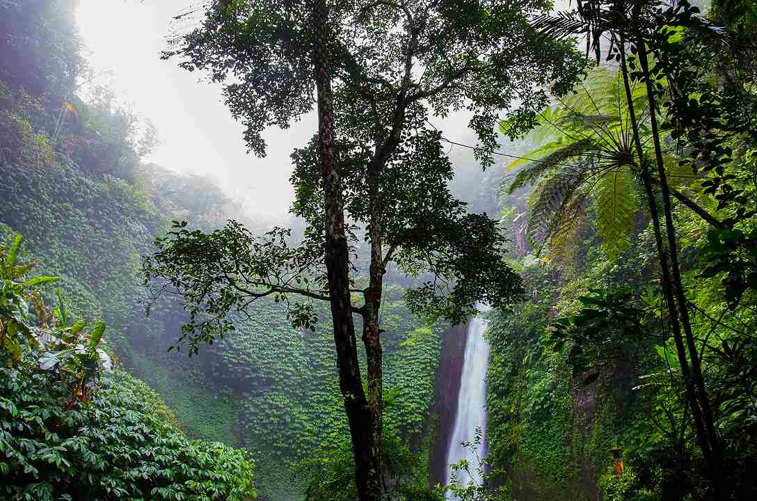 foresta tropicale