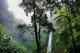Foreste tropicali: biodiversità e assorbimento del Carbonio