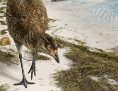 Wonderchicken, scoperto il più antico fossile di uccello moderno