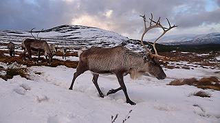 Cambiamenti climatici: branchi di animali nell’Artico per salvare il permafrost