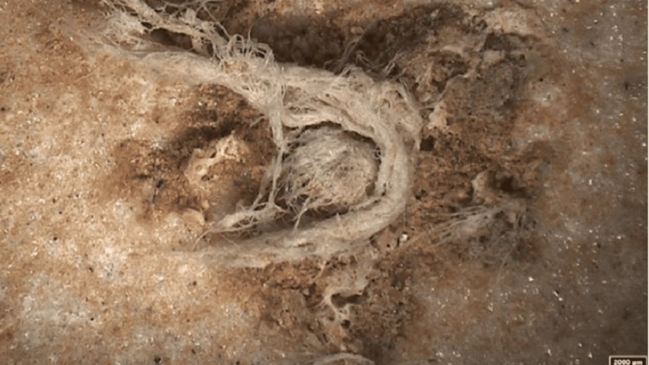 La corda più antica del mondo: ha 52.000 anni e fu intrecciata dai Neanderthal