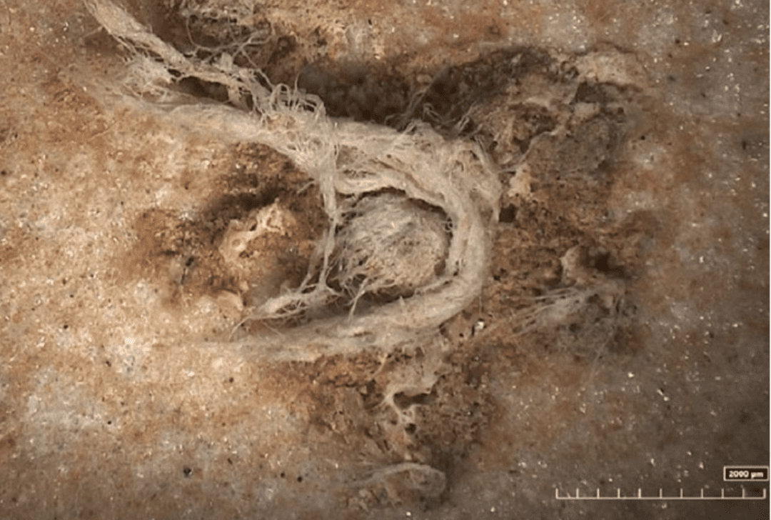 La corda più antica del mondo: ha 52.000 anni e fu intrecciata dai Neanderthal