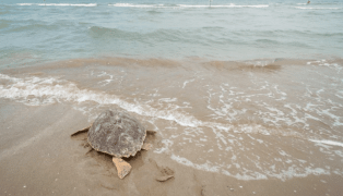 Tartarughe liberate in Adriatico in diretta social