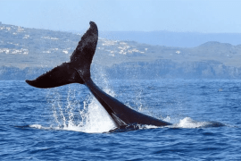 Balenottera: il video dell’avvistamento all’Isola d’Elba