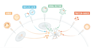 Vaccini e coronavirus: la guida grafica di Nature