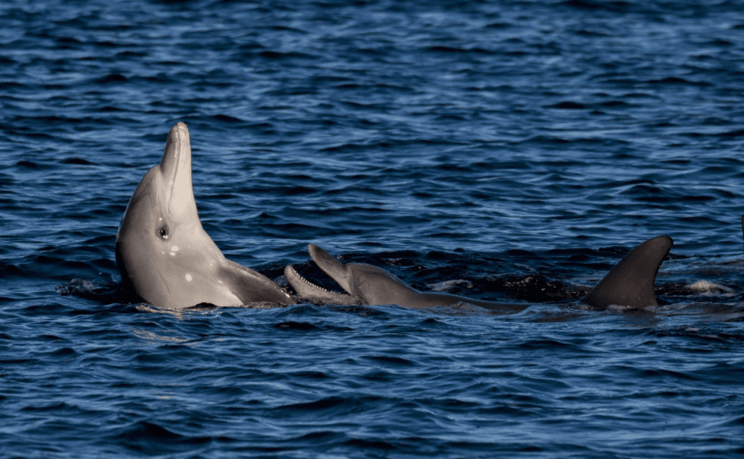 Delfini: sintonizzarsi con i loro richiami per tracciarne i movimenti