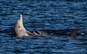 Delfini: sintonizzarsi con i loro richiami per tracciarne i movimenti