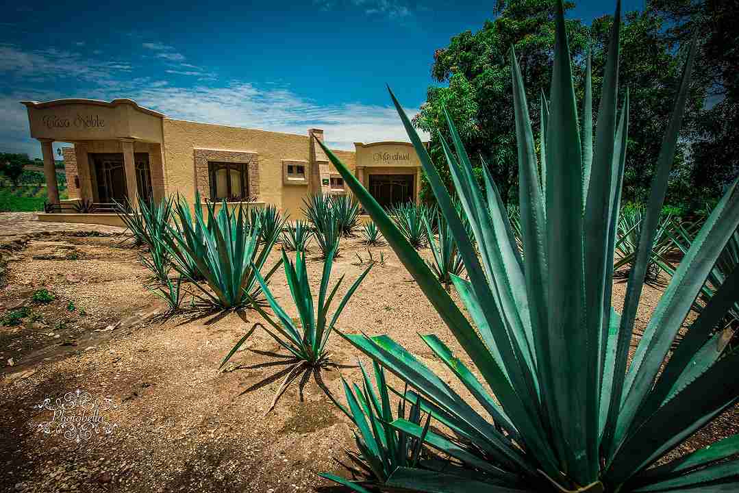 agave da tequila