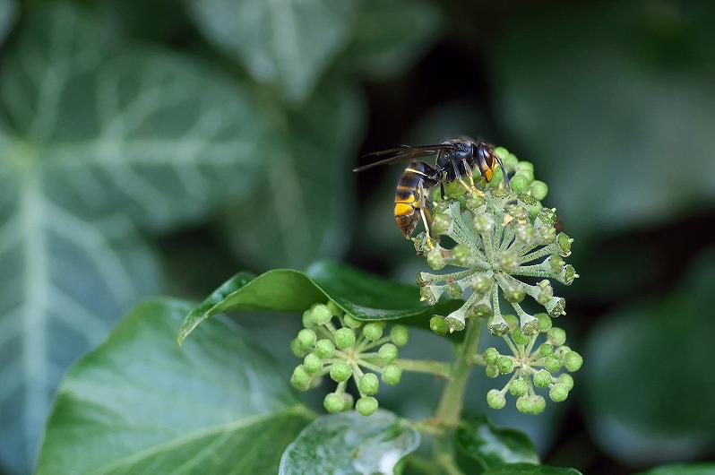 Vespa velutina, quanto ci costa combatterla?