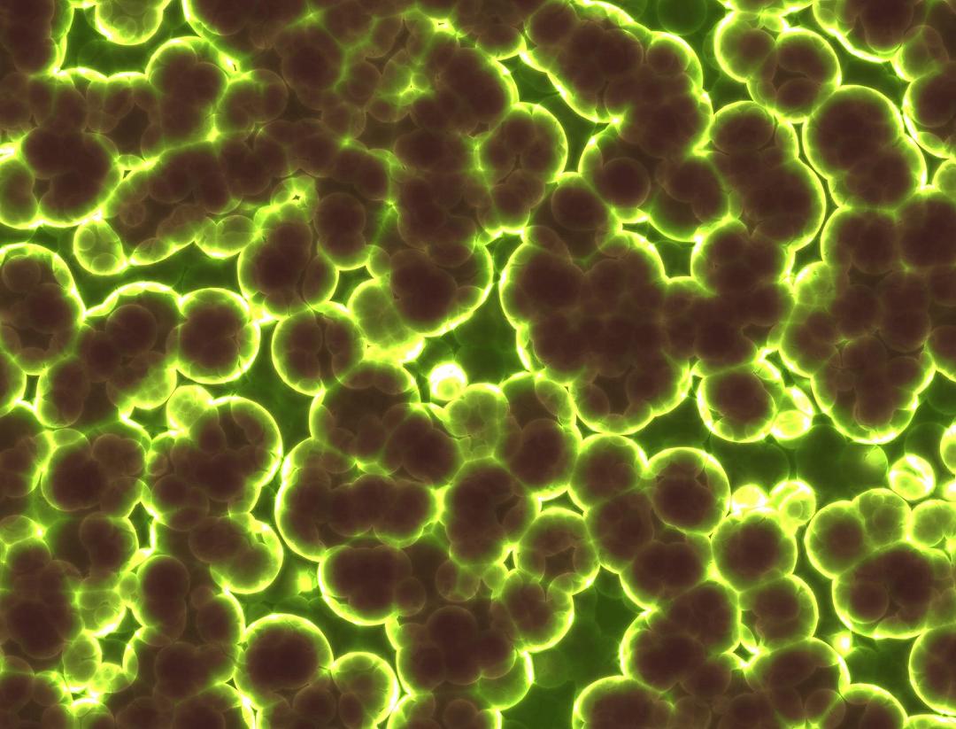 Virus giganti: cosa sono e come funzionano