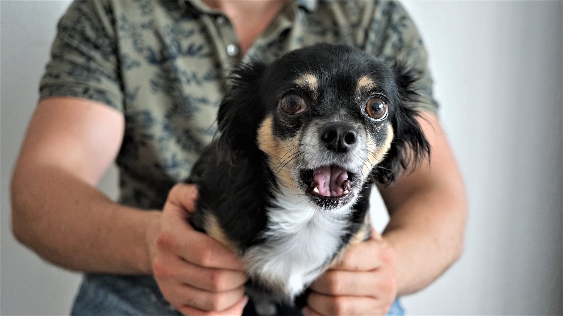 Il tuo cane ha paura?