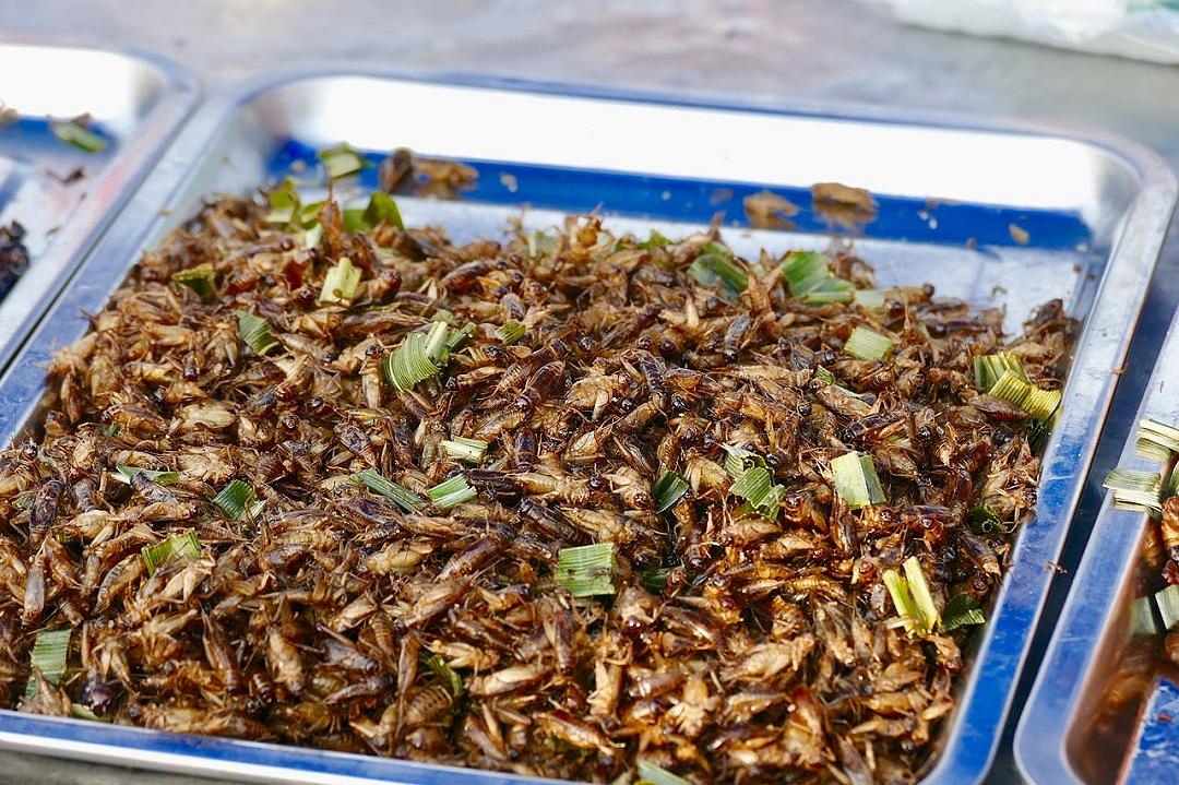 Fattorie di cavallette gestite da IA, il futuro dell’alimentazione umana