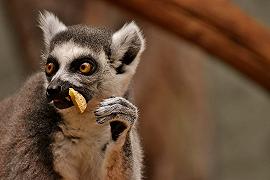 Sedurre con la puzza, questo il segreto dei lemuri