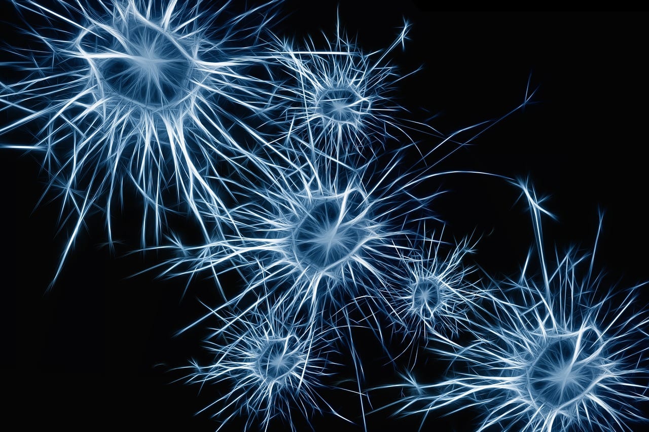 neuroni cervello