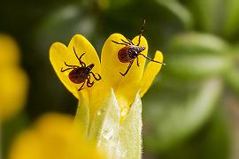 Malattia di Lyme, speranza da un nuovo farmaco