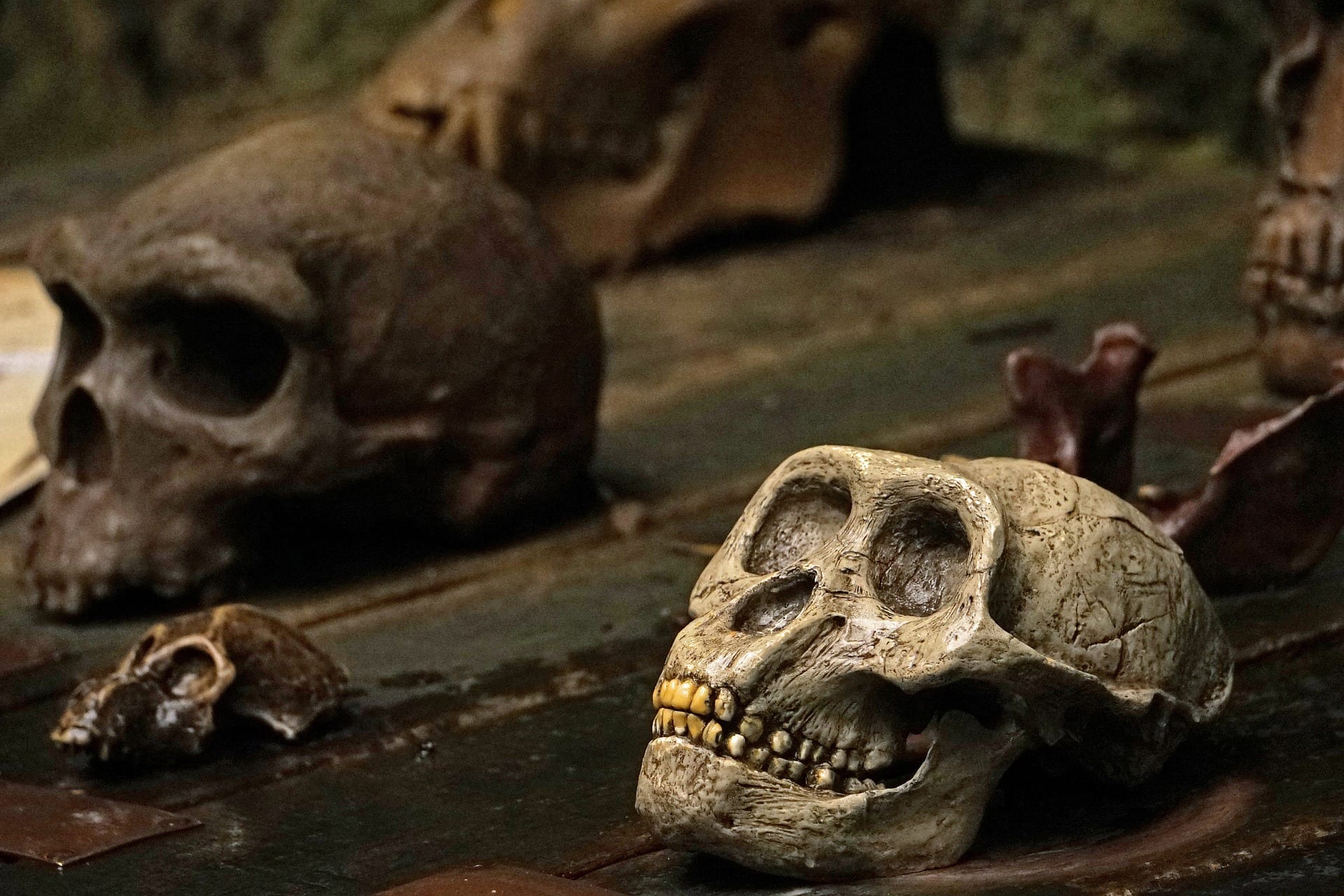 L'origine dell'infanzia umana nei crani fossili