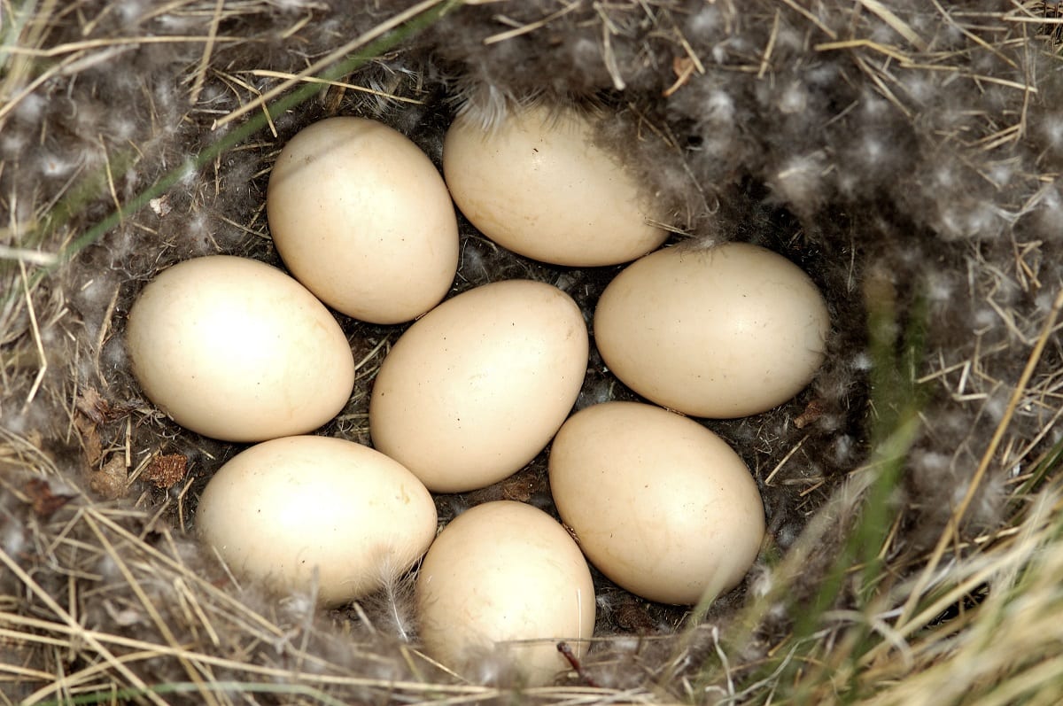 Quanti tipi di uova ci sono in natura?