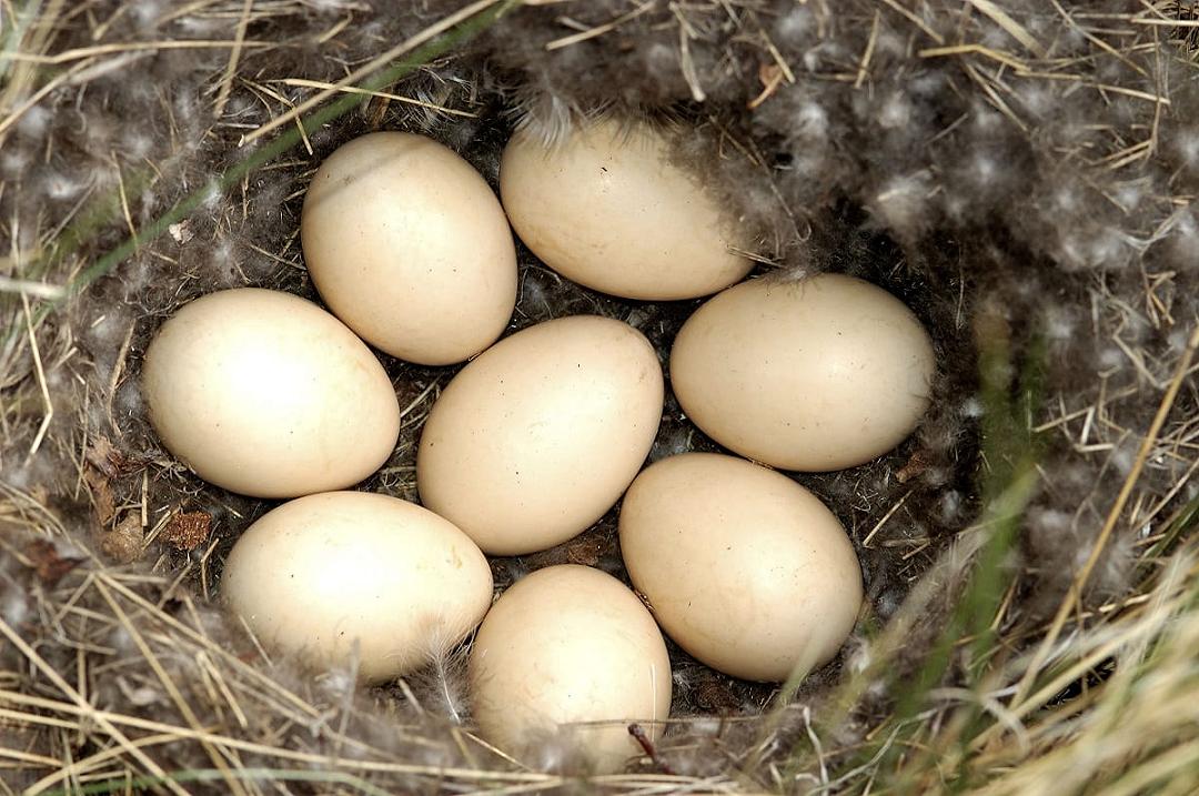 Quanti tipi di uova ci sono in natura?