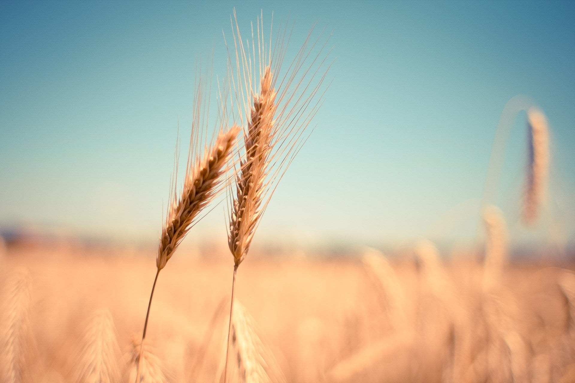 Grano più nutriente e più resistente